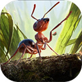 Little Ant Kingdom-Mixed Official Uniform